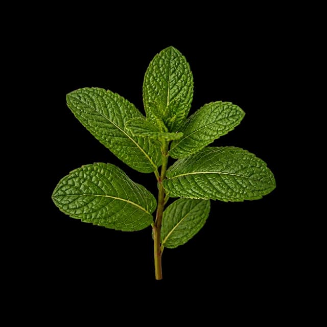 Fresh mint sprig